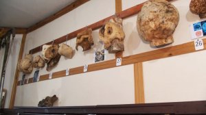 Деревянный малахит: что такое капокорень и где в регионе его увидеть