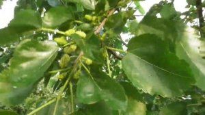 Шелковица белая с самыми крупными плодами