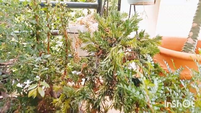 В Гостях у Цветовода?Сукулентов много не бывает! #сукуленты #цветовод смотреть онлайн