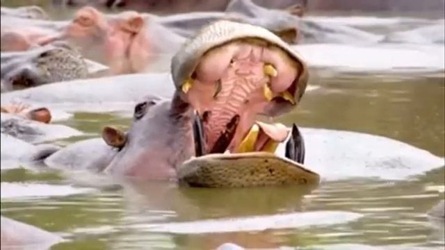 Africa jungle animals | LEGO DUPLO wild animals of africa | 4k animals of africa #viral смотреть онлайн