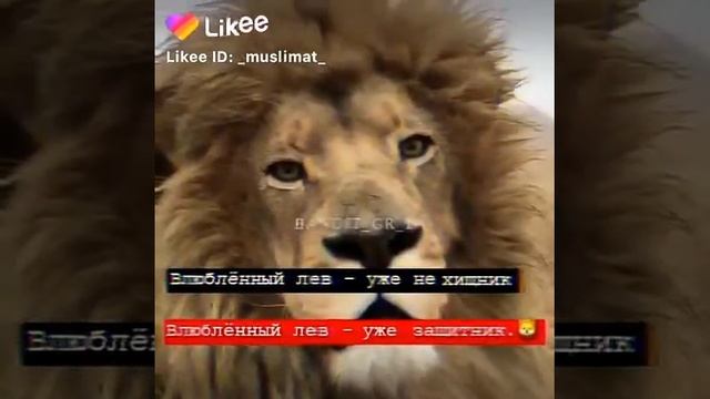 Влюблённый лев - уже не хищник смотреть онлайн