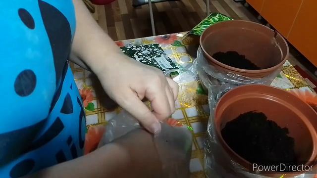 Пересадка хосты и гипсофила смотреть онлайн