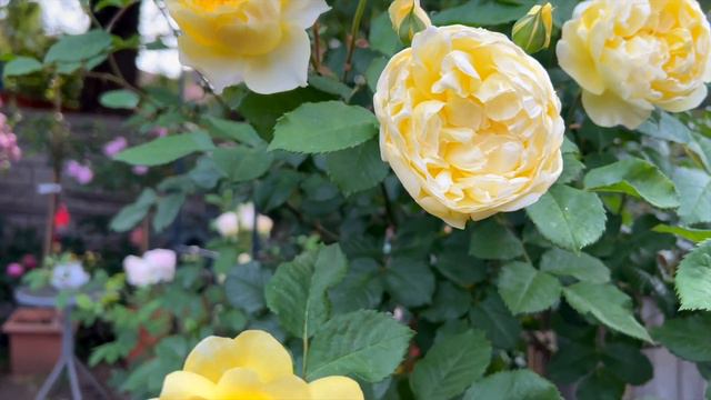 Rose review Poet’s wife (David Austin). English rose as a standard tree in my garden. Best rose 202 смотреть онлайн