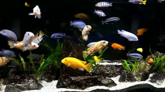 African Cichlids In A 55 Gallon Aquarium?