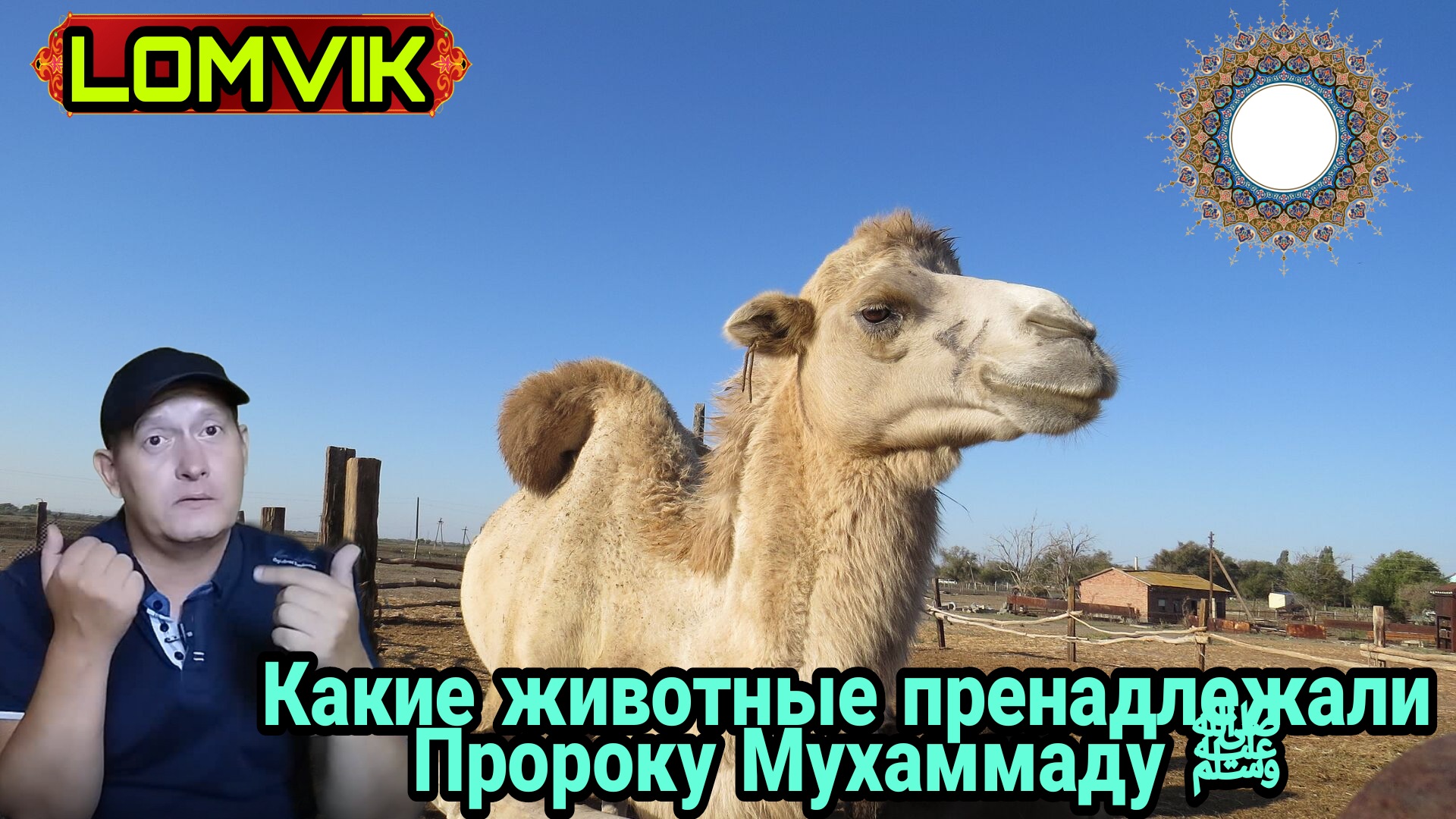 Какие животные пренадлежали Пророку Мухаммаду смотреть онлайн