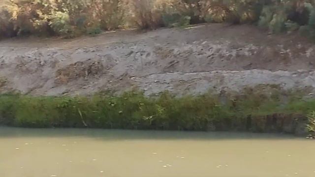 #узбекистон балк ови#улугнор смотреть онлайн