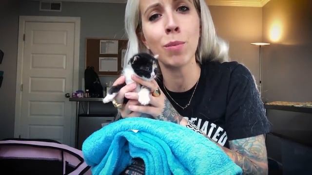 Learn How Baby Kittens Grow: 0-8 Weeks! смотреть онлайн