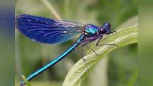 Знакомство с насекомыми. Стрекоза