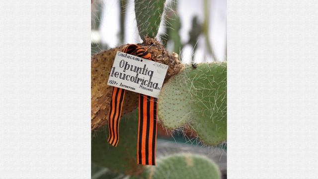 История Ботанического сада Петра Великого в Санкт-Петербурге. смотреть онлайн