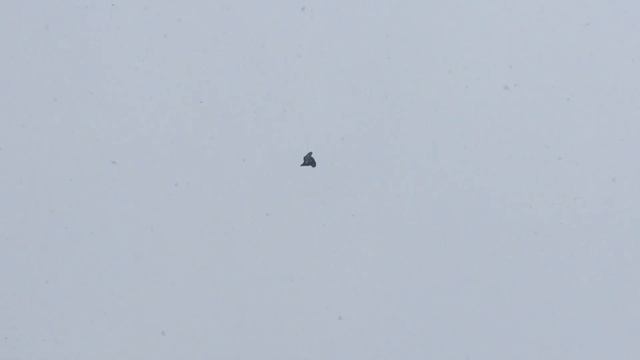 #Pigeons.Как проверить голубей.