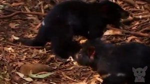 Крики тасманійського диявола (Тварини №8)