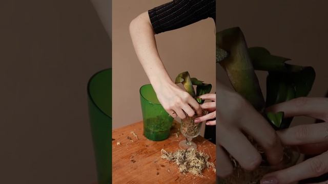 Как спасти орхидею, если у неё осталось 2 листа? #орхидеи #орхидеяфаленопсис