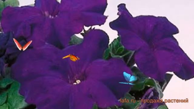 Петуния грандифлора Саксесс 360° Блю ? обзор: как сажать, семена петунии Саксесс 360° Блю смотреть онлайн