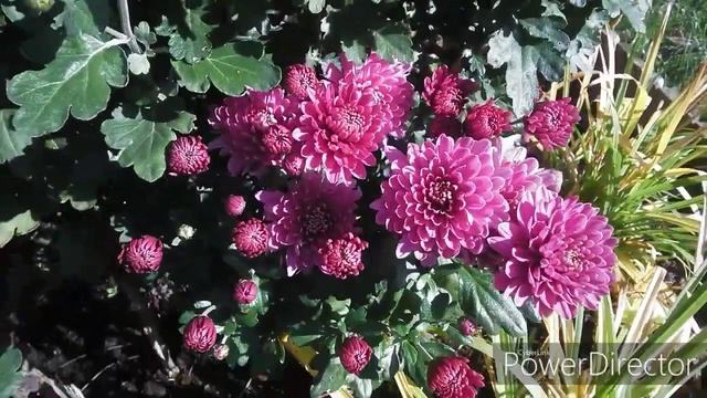 ДАЧА 16.10.2019.Вредители в малине .Мои новинки.Осеннее настроение! смотреть онлайн