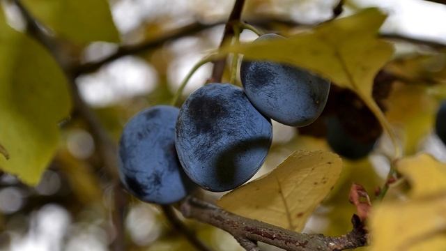 Растёт ли на вашем участке кустарник — дерево тёрн? Если нет, то обязательно нужно посадить смотреть онлайн