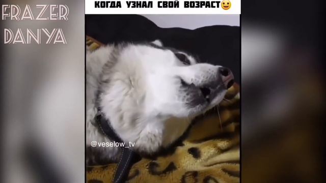 СМЕШНЫЕ МОМЕНТЫ С ЖИВОТНЫМИ/ #6 смотреть онлайн