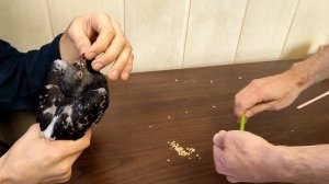 Кормление голубя из трубочки - как кормить вертячника - тяжелый случай, но есть выход!