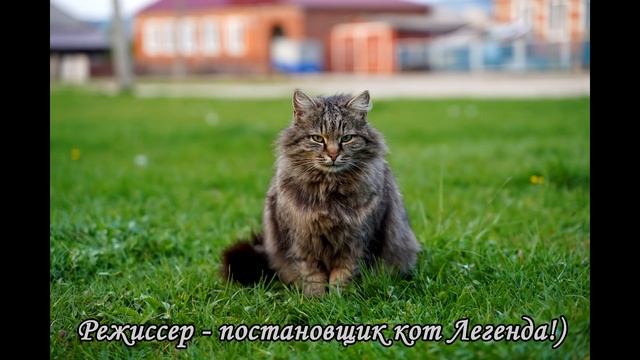 Продажа щенков питбуля, щенкам 3 месяца! смотреть онлайн