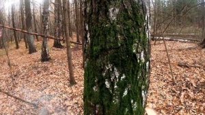 Лесозаготовка от А до Я. КАК ДЕЛАТЬ  НЕЛЬЗЯ!!!