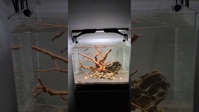 Запуск аквариума. Хардскейп, dennerli 35 л. Корень азалии и драконий камень. смотреть онлайн