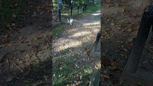 ПОЧЕМУ НЕЛЬЗЯ БРАТЬ МОНЕТЫ НА КЛАДБИЩЕ | мертвый пришел пообщаться