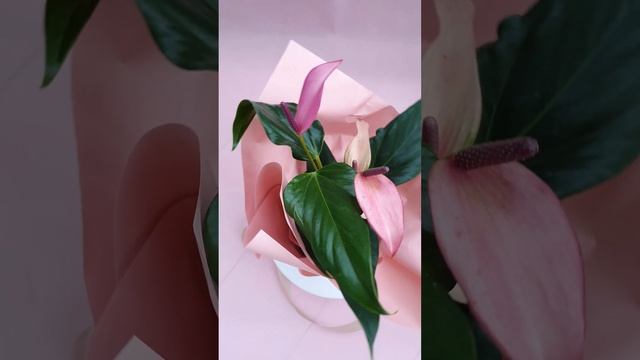 Антуриума Зизу в подарочном виде смотреть онлайн