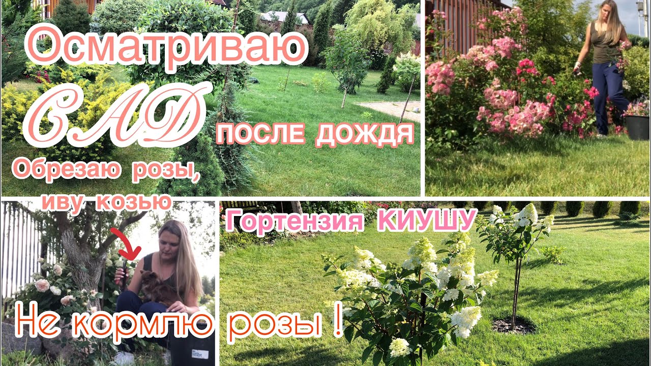 САД ПОСЛЕ ДОЖДЯ Самарская Лидия переехала в ведро ОБРЕЗАЮ розы Гортензия Киушу уже цветёт смотреть онлайн
