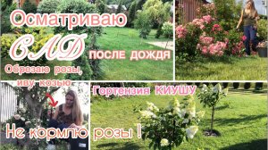 САД ПОСЛЕ ДОЖДЯ Самарская Лидия переехала в ведро ОБРЕЗАЮ розы Гортензия Киушу уже цветёт