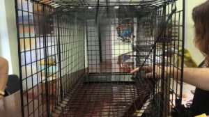 Как собрать котоловку?