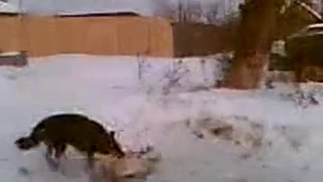Пес некрофил смотреть онлайн