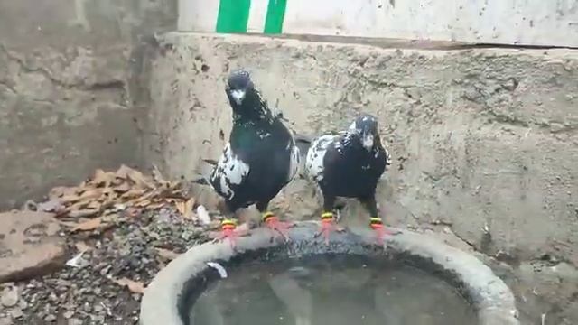 kala chana pair sale location Mumbai All India delivery available ? смотреть онлайн