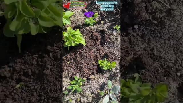 Цинерария и черенки петуний. #цинерария #петунии #петуния #петунька#петунияизсемян #черенкование смотреть онлайн