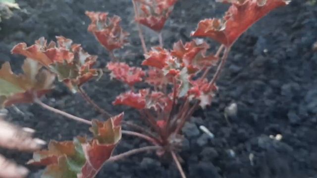 Размножение и деление гейхеры смотреть онлайн