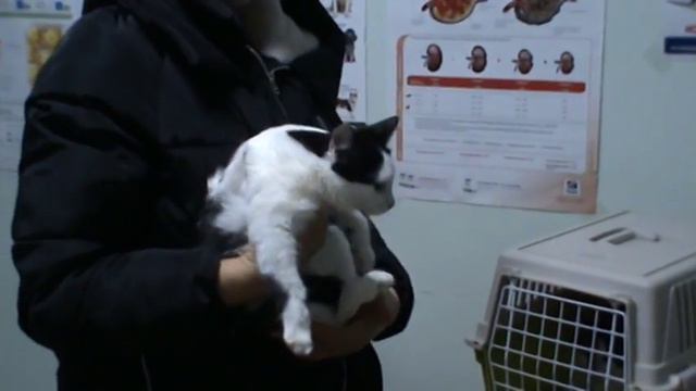 Встреча с Аллой, в ветклинике Созвездие. Часть-1(Arkaim) смотреть онлайн