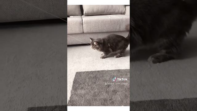 Кот с игрушкой в зубах. Замедленно. Мейн-кун носит игрушки. Кот с кисточками на ушах🐾большой котик смотреть онлайн