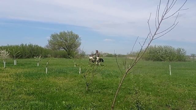 Вздулся телëнок(тимпания). Лечение соляркой. смотреть онлайн