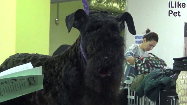 Керри-блю-терьер на ilikepet. Особенности породы, уход смотреть онлайн