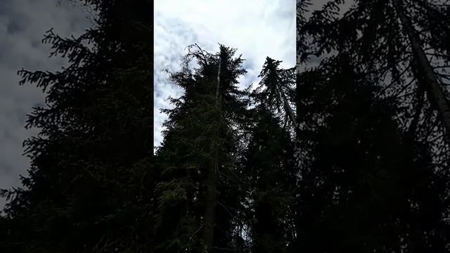 Дятел на вершечку дерева смотреть онлайн