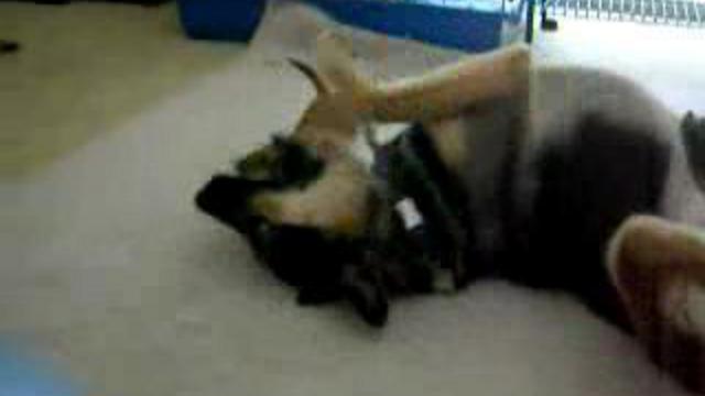 Дерзкий! опасный! смотреть онлайн