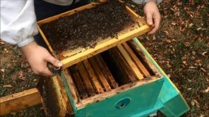 Как найти матку в улье и пометить ее. Нет расплода в улье