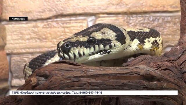 Зверинец в квартире: кемеровчанка Евгения Частидова рассказала, как уживаются хорёк, змеи и ящерицы смотреть онлайн