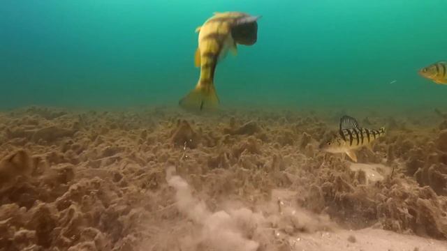 Underwater footage Lake Simcoe смотреть онлайн