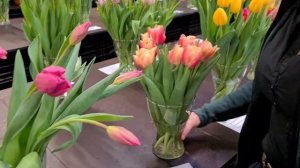 Выставка тюльпанов из тестовой теплицы. Обзор ранних сортов для цветения в средине января.