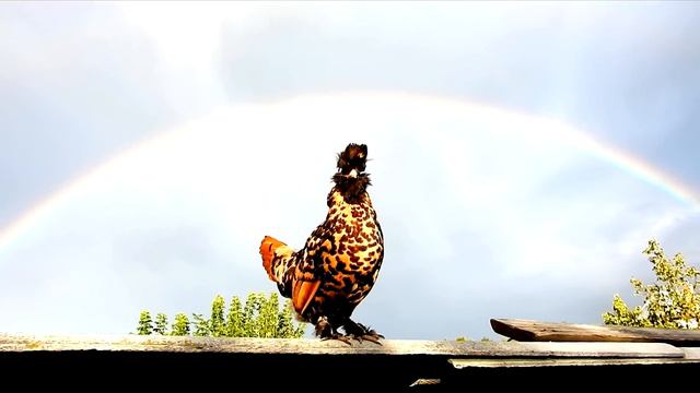RAINBOW August 31, 2016 РАДУГА и ПАВЛОВСКАЯ КУРОЧКА
