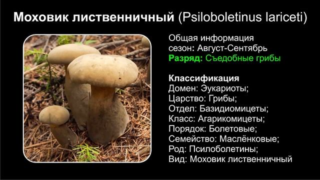 Топ 10 РАЗНОВИДНОСТЕЙ ГРИБОВ МОХОВИК смотреть онлайн