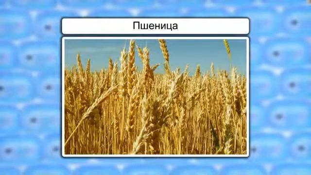 Прорастание семян урок 45, биология 6 класс смотреть онлайн