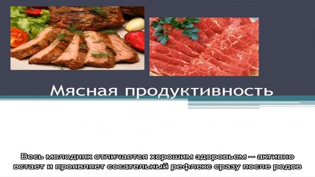 Швицкие коровы – древнейшая порода смешанного КРС смотреть онлайн