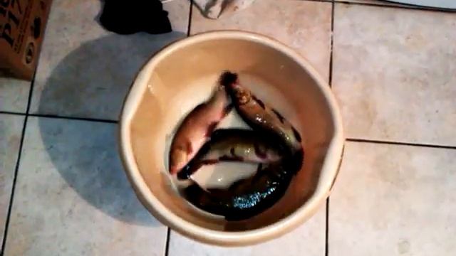 wściekła ryba смотреть онлайн