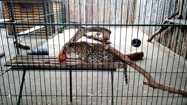 Зоопарк "Лимпопо".Дальневосточный леопард смотреть онлайн