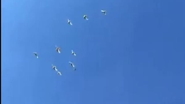 ЛЕТИТЕ ГОЛУБИ поет композитор ВЛАДИМИР ВОРОНЦОВ. смотреть онлайн